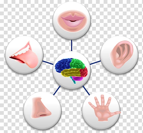 5 senses clipart transparent. Sense perception sensory nervous