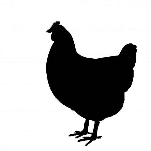Chicken free stock photo. A clipart silhouette