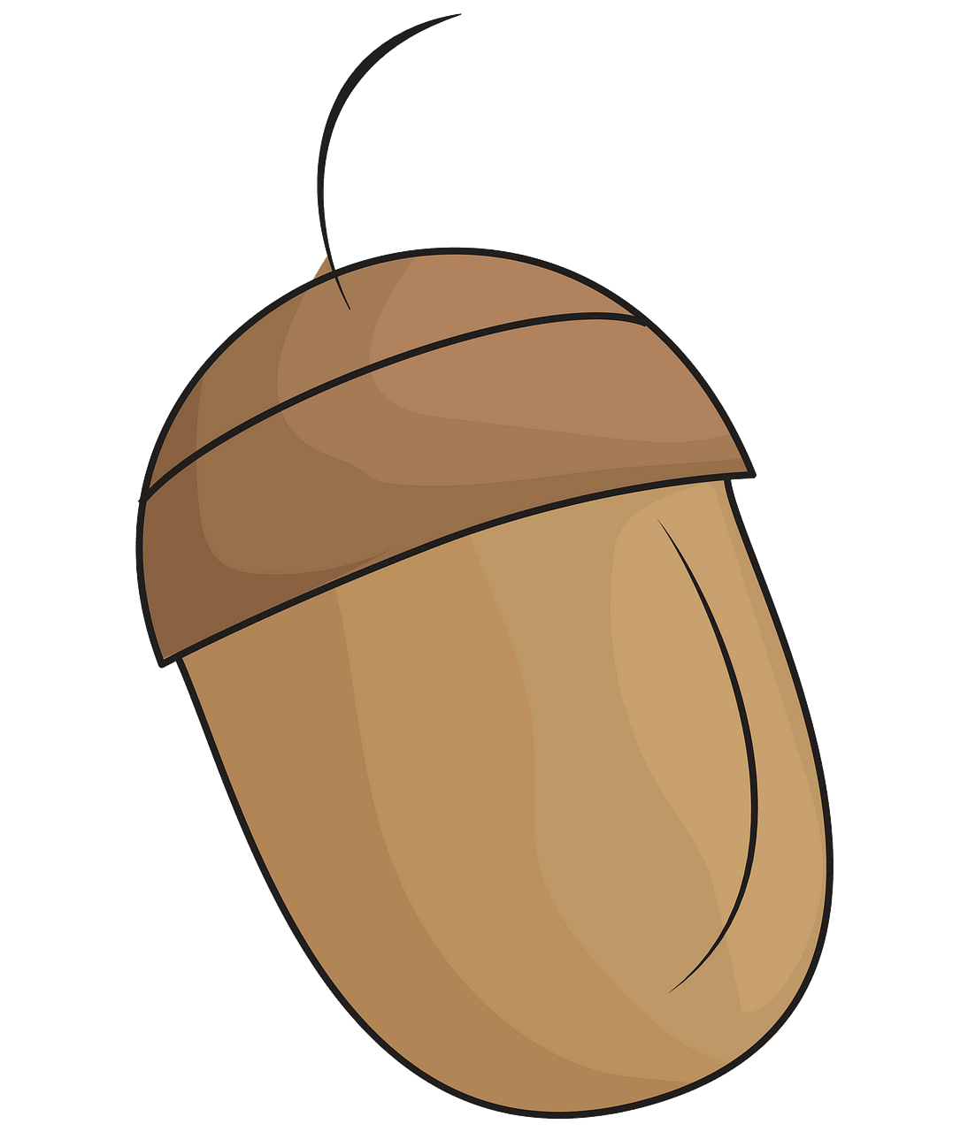 acorn clipart accorn