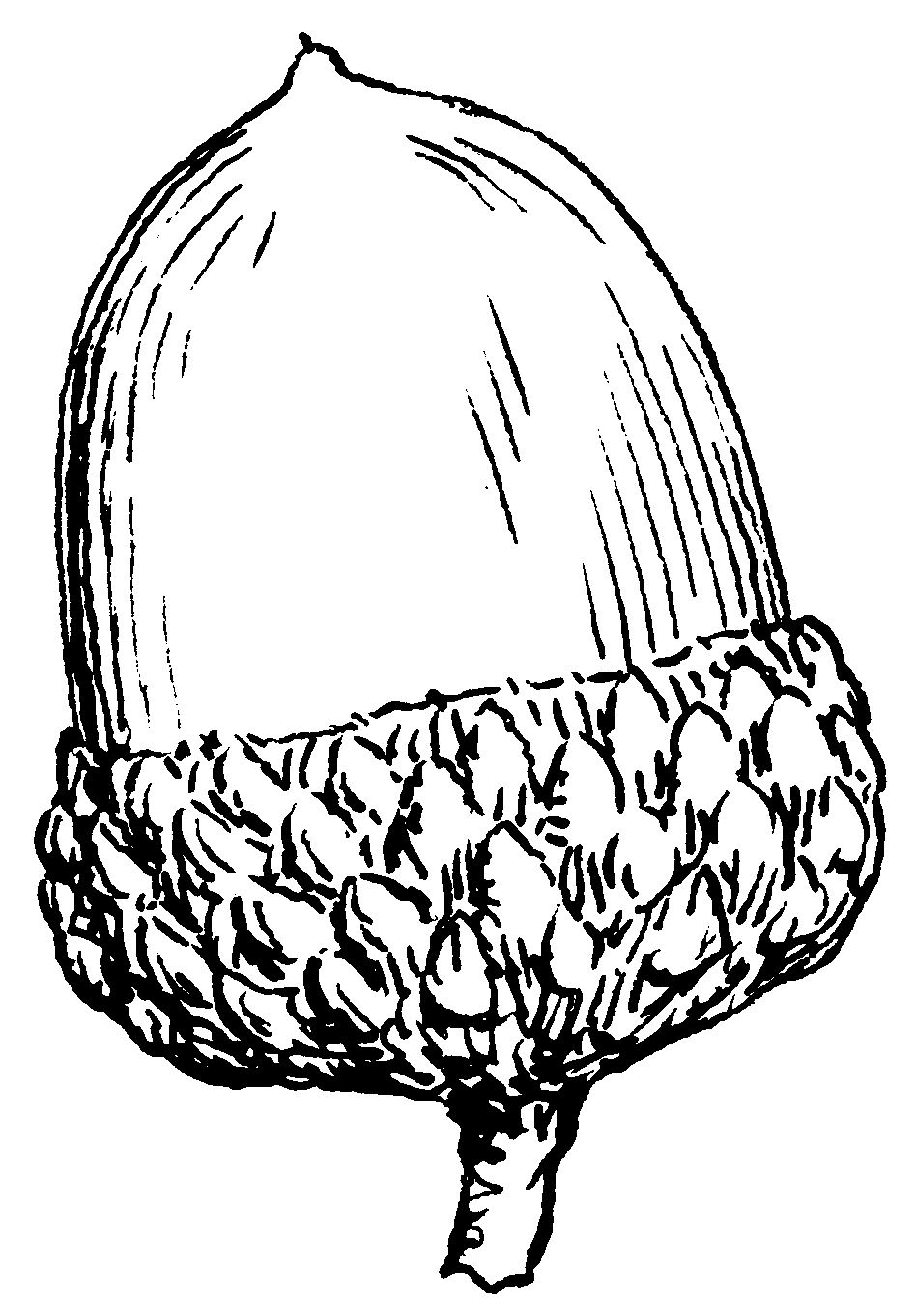 acorn drawing a line