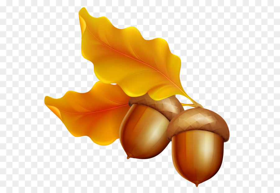 strong acorn clipart