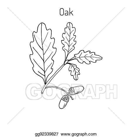 Vector art oak with. Acorn clipart branch