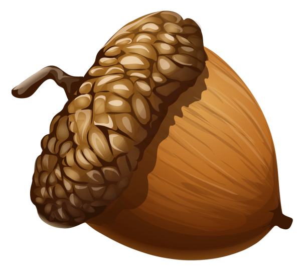 acorn clipart brown