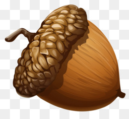 acorn clipart color