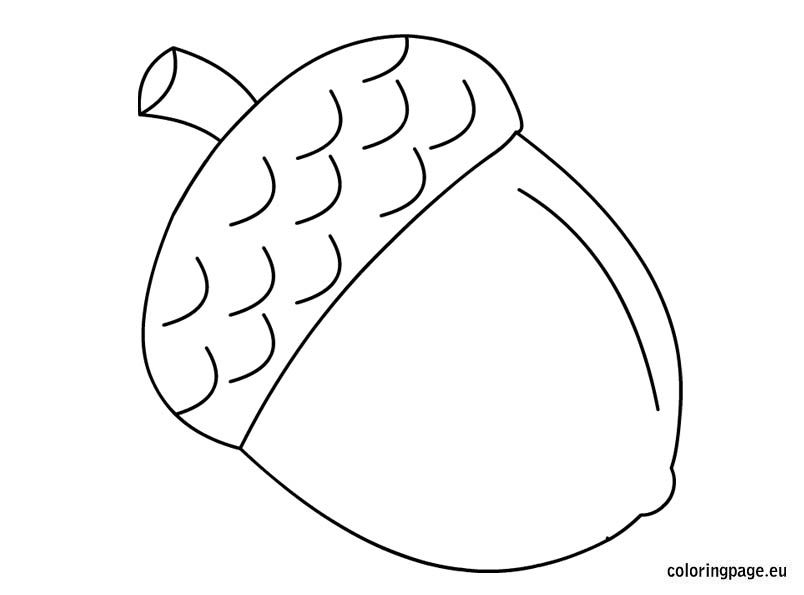 Acorn clipart coloring page, Acorn coloring page Transparent FREE for