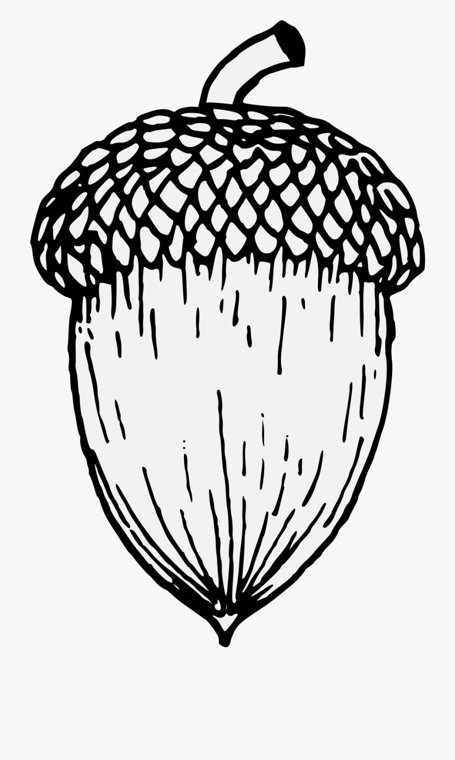 acorn clipart drawn