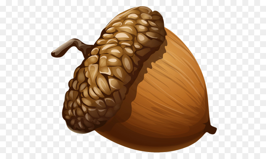 acorn clipart food