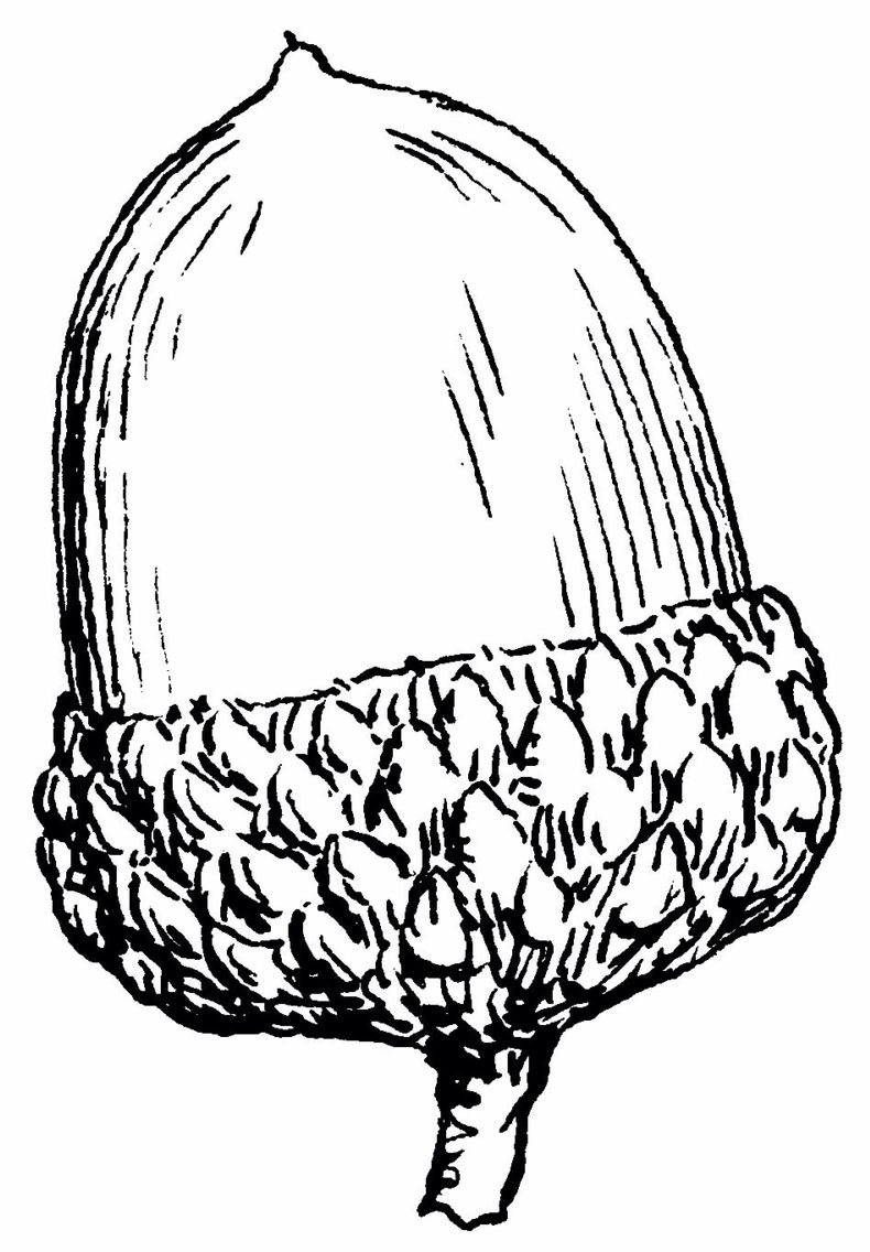 acorn clipart gland