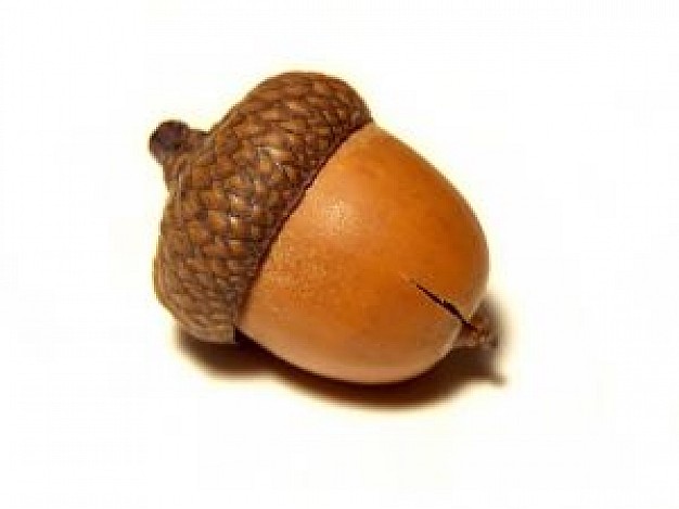 acorn clipart gland