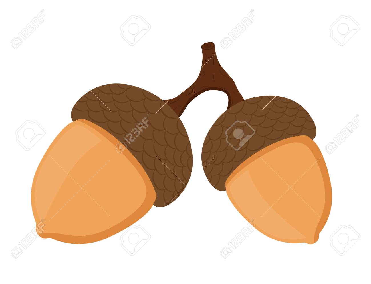 acorn clipart gland
