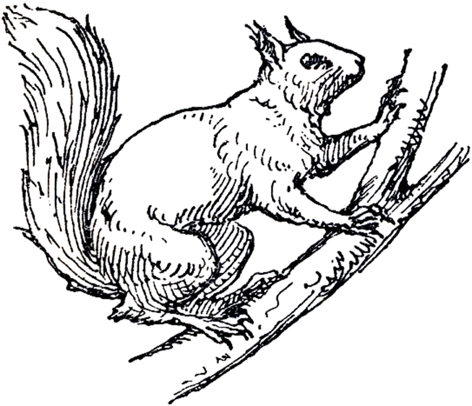 Clipart squirrel vintage. Cute with acorn png