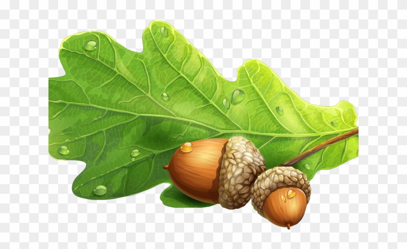 Clipart leaves acorn. Oak leaf live acorns
