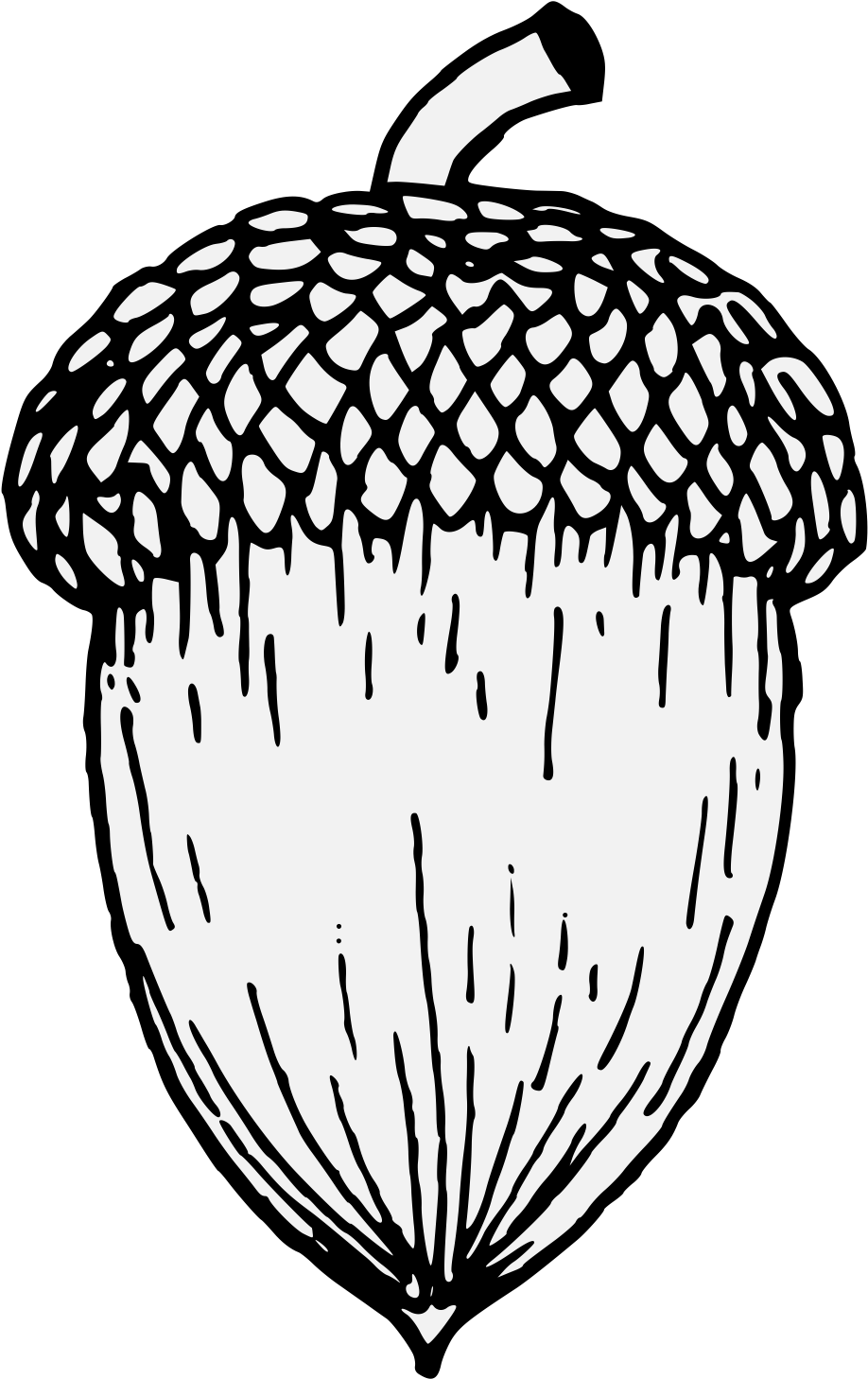 Acorn clipart line drawing. Clip art royalty free