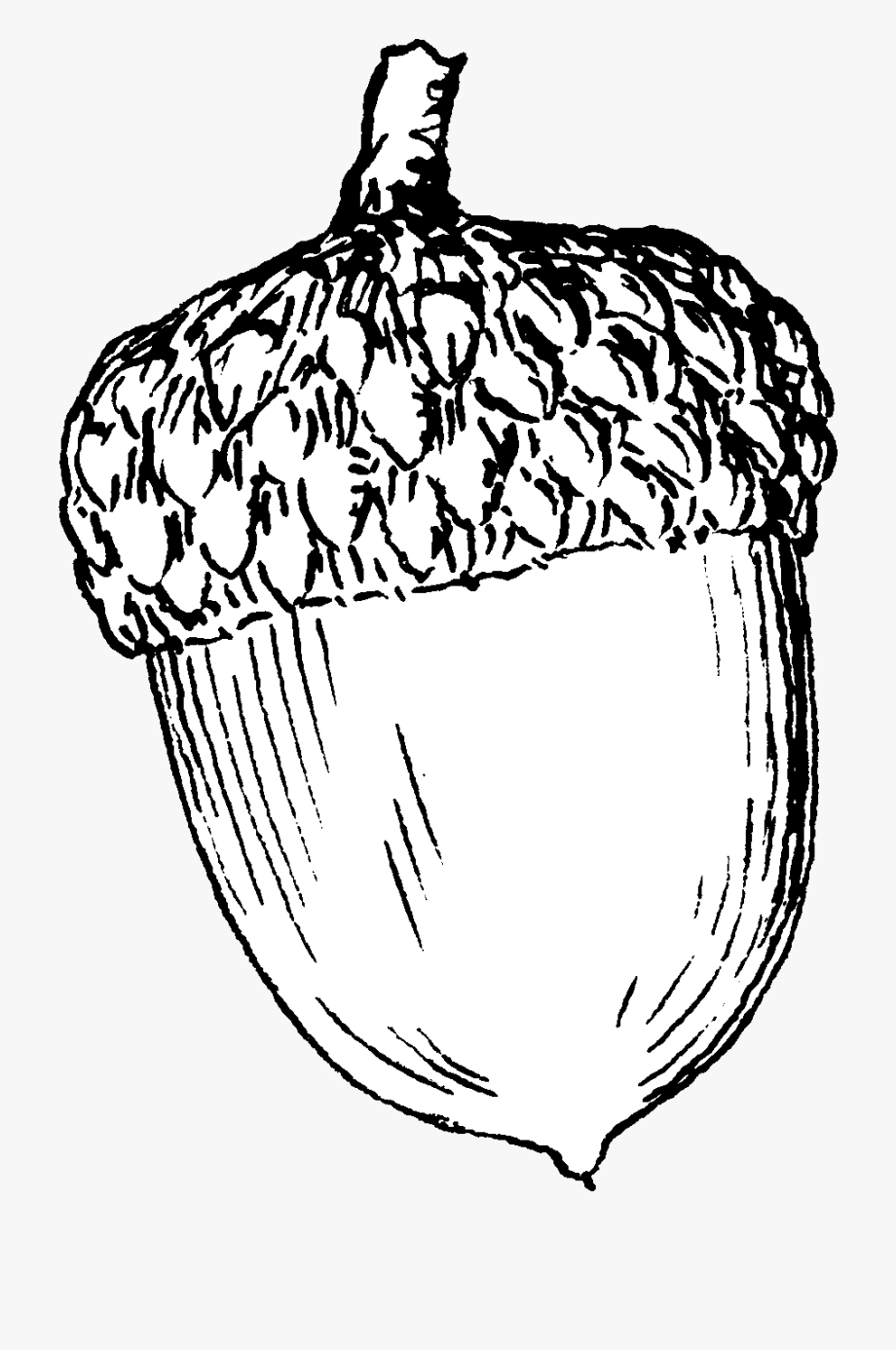 Png free cliparts on. Acorn clipart line drawing