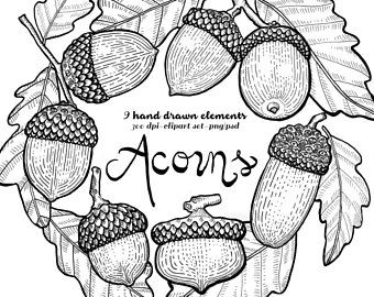 Free on dumielauxepices net. Acorn clipart line drawing