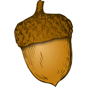 acorn clipart nut