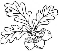 black oak leaf and acorn drawing