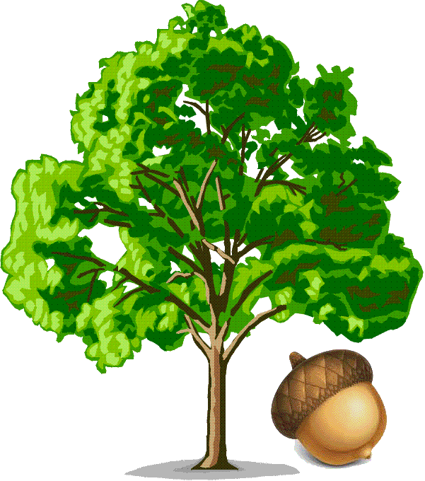 acorn clipart oak leave