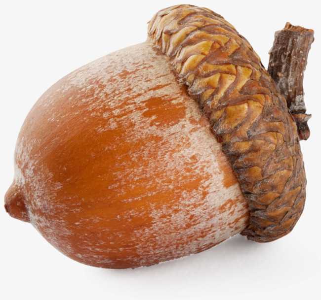 Nuts clipart acorn. Real nut png image
