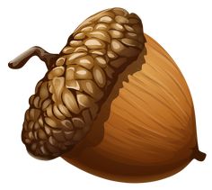 acorn clipart simple