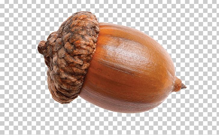 Png acorns nature free. Acorn clipart single
