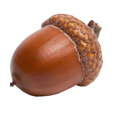 Transparent png stickpng sideview. Acorn clipart single