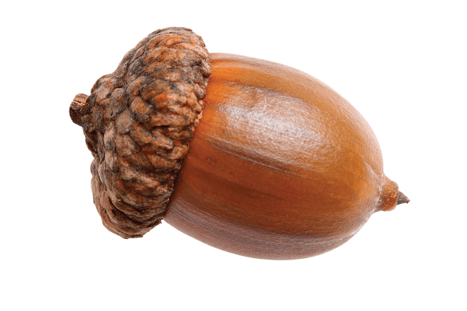 acorn clipart transparent background