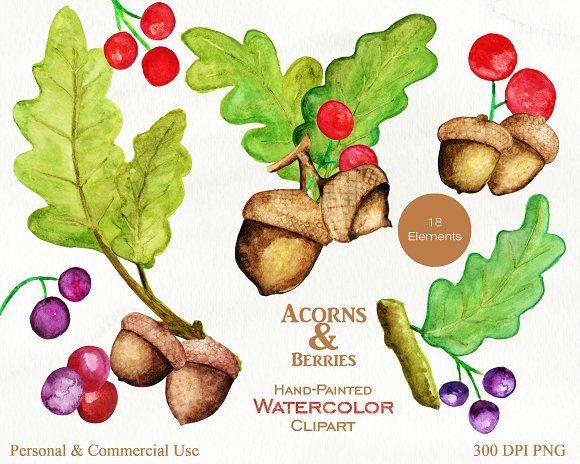 acorn clipart watercolor