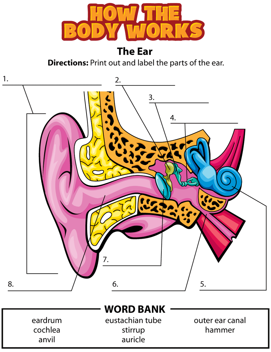 Ear classroom anatomy pinterest. Activities clipart human activity