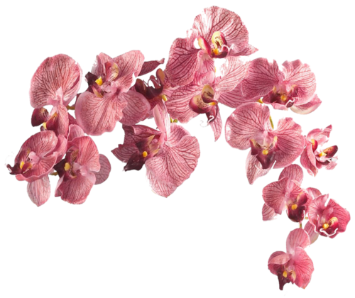 Aesthetic flower png. A e s t