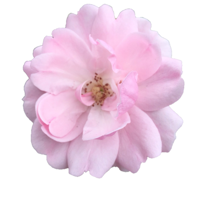 Pink flowers nature. Aesthetic flower png