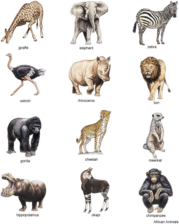 African animals for your. Africa clipart animal