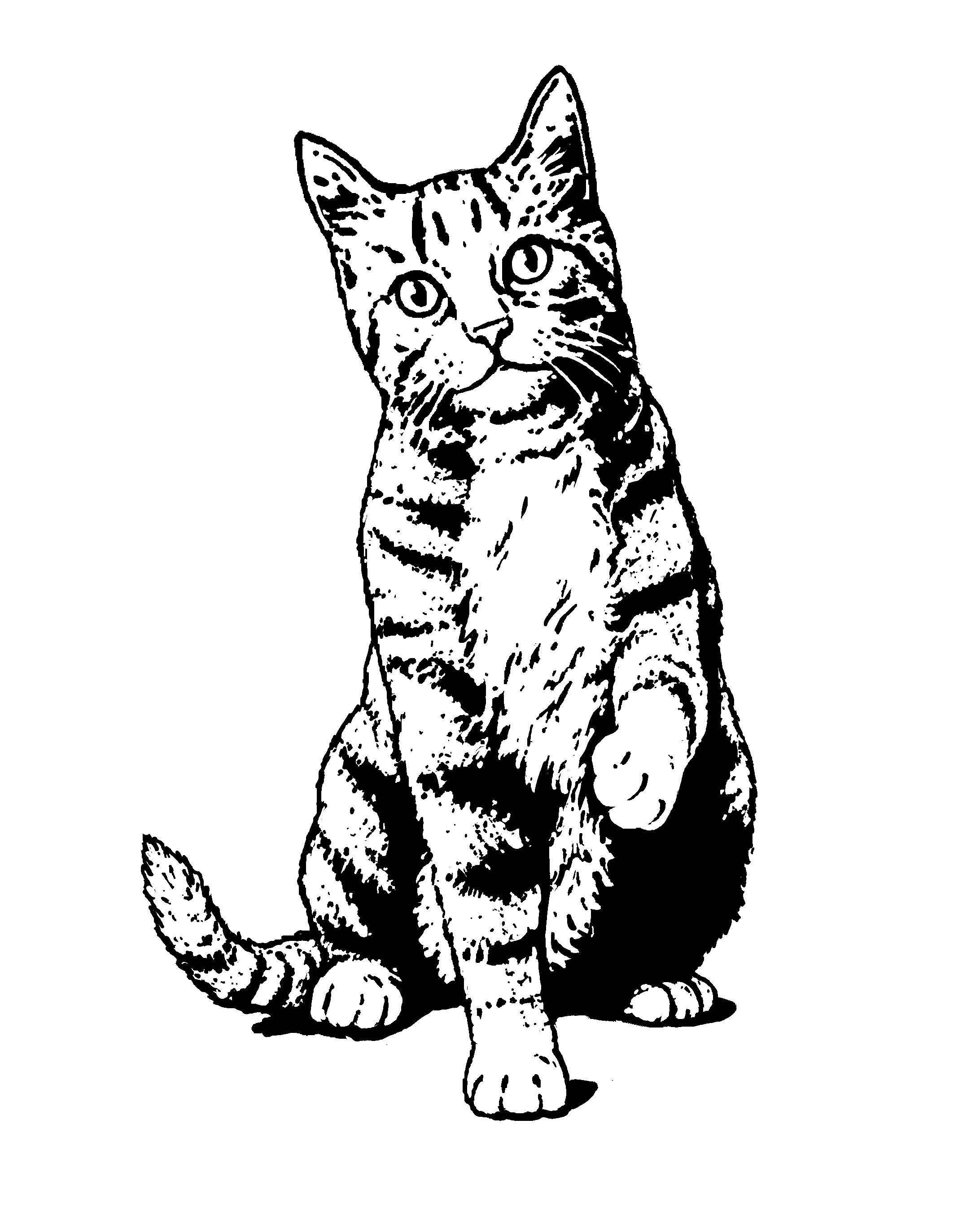 Africa clipart line drawing. Cat clip art at