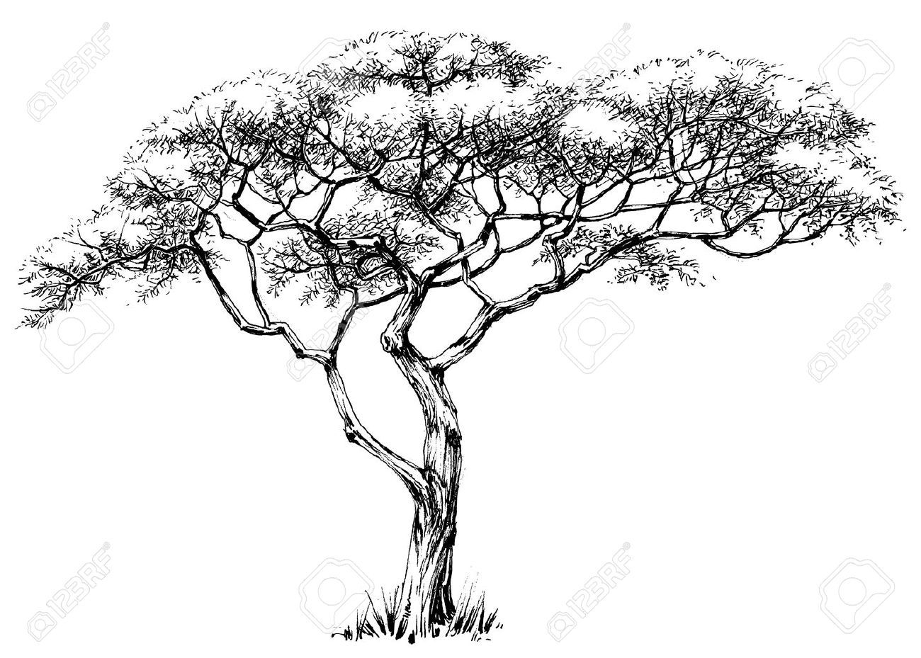African tree marula royalty. Africa clipart sketch