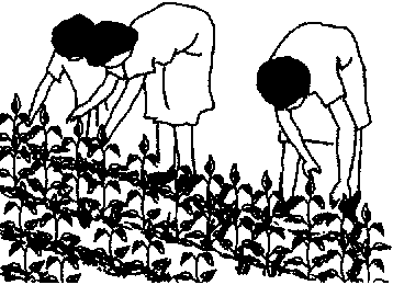 Improving extension work with. Agriculture clipart agricultural activity