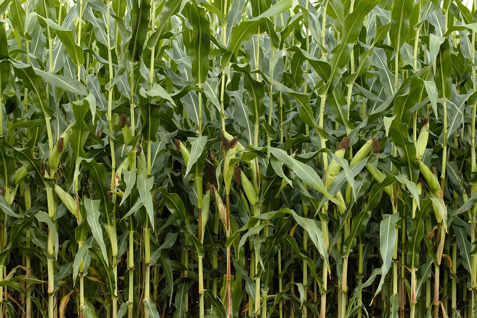 Free photo nature cornfield. Agriculture clipart corn field