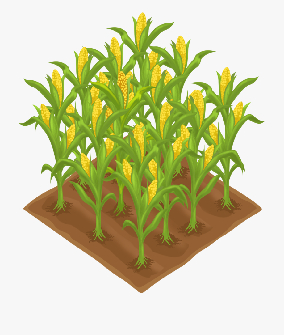 Korn farm field free. Farming clipart corn farmer