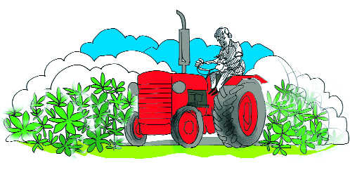 Agriculture clipart cultivation. Of hemp a high