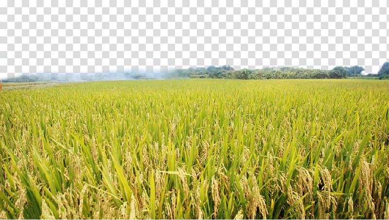 agriculture clipart paddy field
