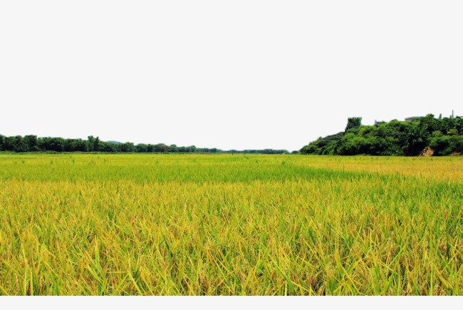 agriculture clipart rice field