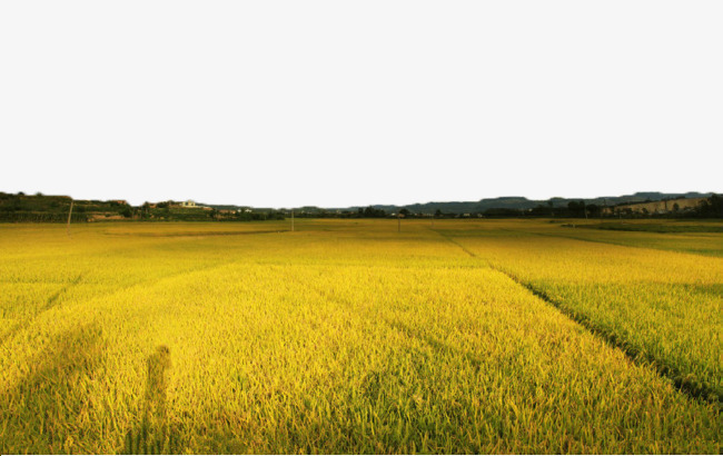 Agriculture clipart rice field. Harvested fields paddy seedling