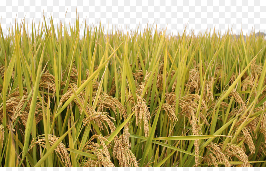 agriculture clipart rice field