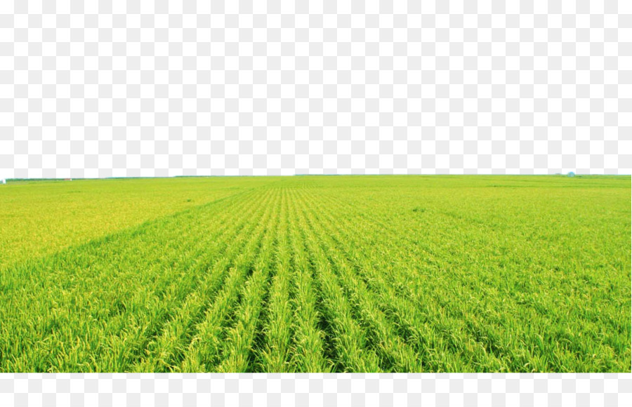 field clipart agriculture field