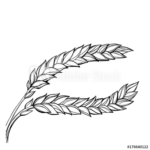 Hand drawn vector set. Wheat clipart wheat stock