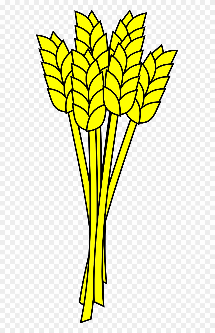 Grain agriculture animated picture. Grains clipart wheat farming