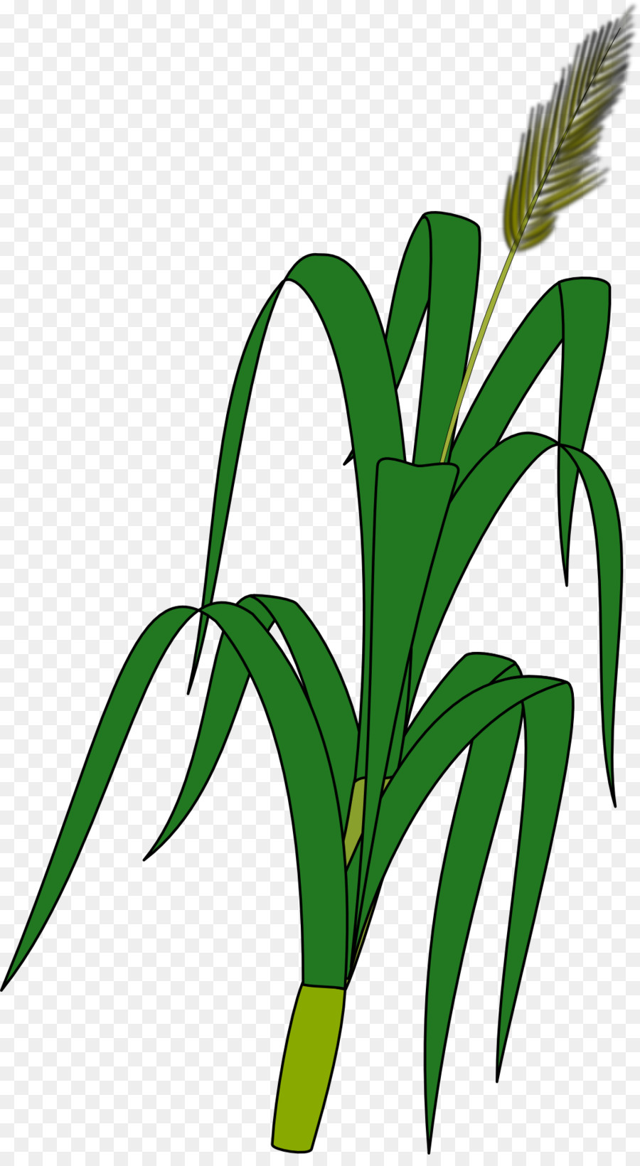 agriculture clipart wheat plant