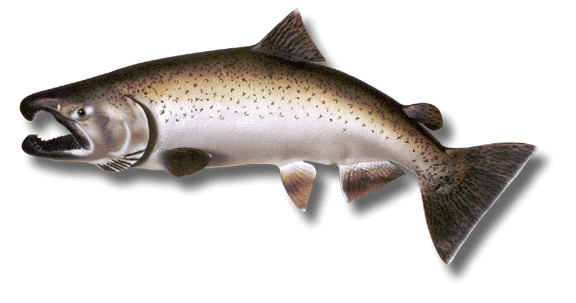 trout clipart king salmon
