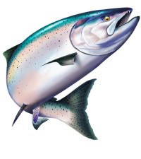 alaska clipart king salmon