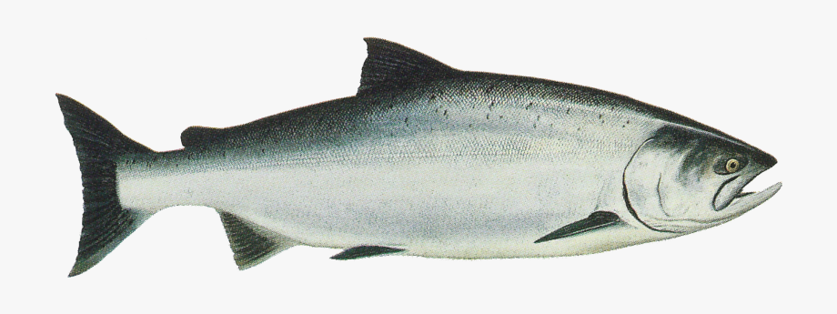 salmon clipart transparent background