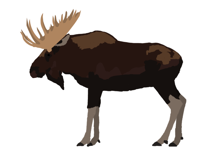 moose clipart wildlife alaska